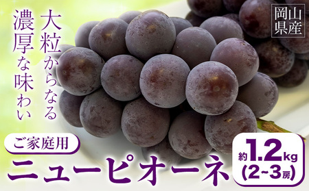 【2026年先行予約】ご家庭用 岡山県産 ニューピオーネ 約1.2kg 2-3房 晴れの国 おかやま館(つむぐ株式会社)《2026年8月下旬-10月上旬頃出荷》岡山県 浅口市 マスカット ぶどう 葡萄 果物 フルーツ 送料無料【配送不可地域あり】（離島）