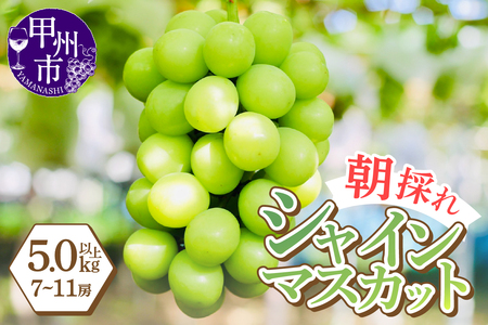 感謝を込めて最高の朝採りシャインマスカットをお贈りします！5.0kg以上（7～11房）【2026年発送】（LMS）E4-415 シャインマスカット フルーツ