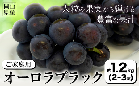 【2026年先行予約】ご家庭用 岡山県産 オーロラブラック 約1.2kg 2-3房 晴れの国 おかやま館(つむぐ株式会社)《2026年8月下旬-9月下旬頃出荷》岡山県 浅口市 マスカット ぶどう 葡萄 果物 フルーツ 送料無料【配送不可地域あり】（離島）