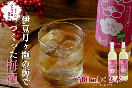 伊豆の月ヶ瀬で人気の梅シロップが今度はお酒になりました！ 伊豆月ヶ瀬の梅でつくった梅酒２本セット