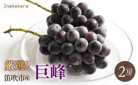 【2026年発送★先行予約】Inakakara厳選！巨峰2房(1~1.2kg) 192-028