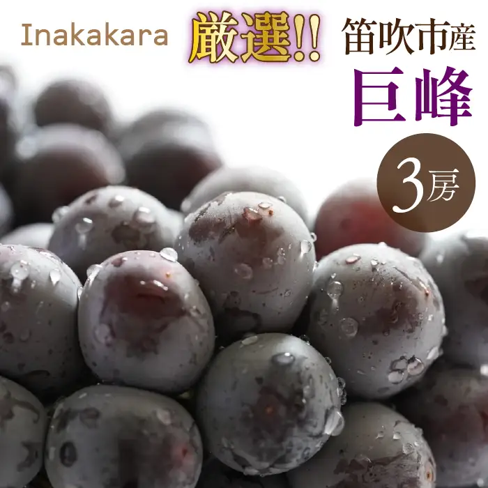 【2026年発送★先行予約】Inakakara厳選！巨峰3房 (1.5～1.8kg)192-029