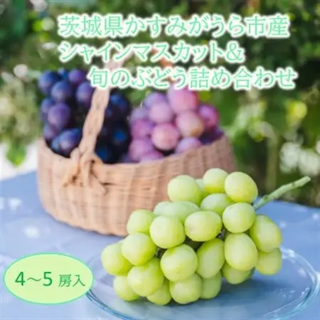かすみがうら市産シャインマスカット＆旬のぶどう詰め合わせ　合計4～5房_果物・フルーツ ぶどう・マスカット  ブドウ 葡萄 _【配送不可地域：離島・沖縄県】【1477662】