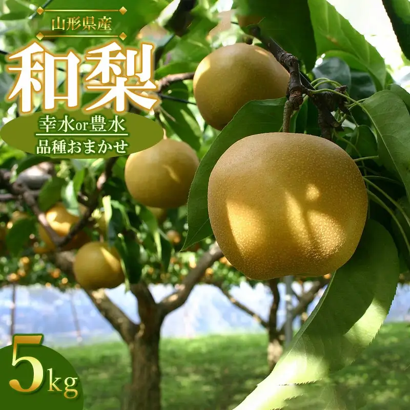 【令和8年産先行予約】山形県産 和梨 品種おまかせ (幸水または豊水) 約5kg（12～16玉）　産直あぐり　K-835