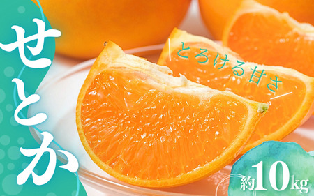 橋本農園のせとか 10kg 玉数・サイズおまかせ【2027年3月上旬~3月下旬に順次発送】 / せとか みかん フルーツ 果物 くだもの【mht013】