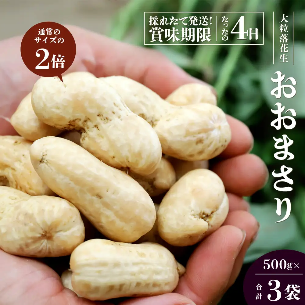 【先行予約】食べ応え抜群の大粒落花生「おおまさり」500g袋×３袋≪数量限定≫ FR-312｜鹿児島県産 野菜 やさい 食品 人気 おすすめ 送料無料 落花生 おおまさり 産地直送 新鮮 南大隅町