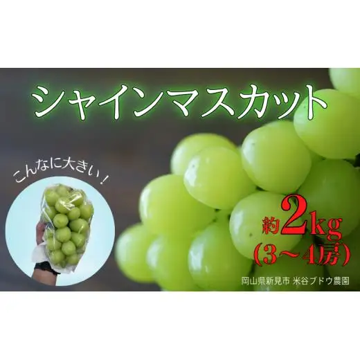米谷ブドウ農園 シャインマスカット 約2kg 3～4房 【先行予約 10月から順次発送】