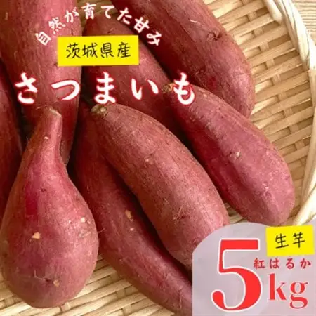 【茨城県産】生さつまいも 紅はるか 5Kg_野菜 さつまいも いも サツマイモ 薩摩芋_【1437615】