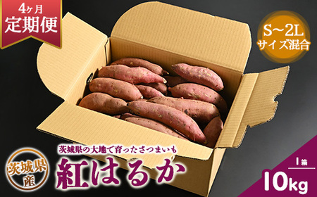 【定期便4ヶ月】生芋　10kg　S～2Lサイズ混合　1箱 いも長 | さつまいも いも 生いも 紅はるか 国産 ※離島への配送不可