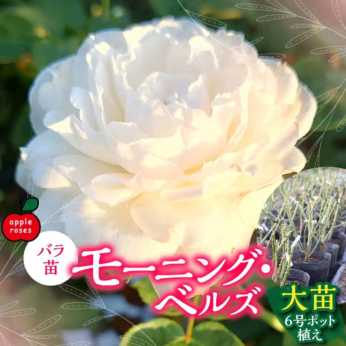 【Apple Roses】バラ苗『モーニング・ベルズ』大苗6号ポット植え  HNNH040