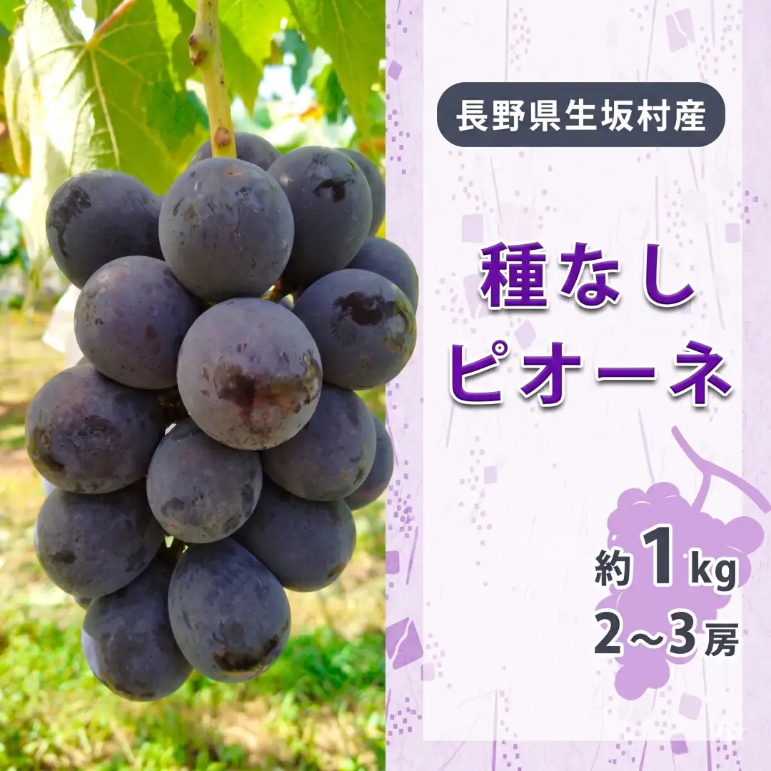 【2026年先行予約】種なしピオーネ 2~3房入り（約800g~1kg） 小さな果樹園 ぷてぃ・べるじぇ | 種なしピオーネ 