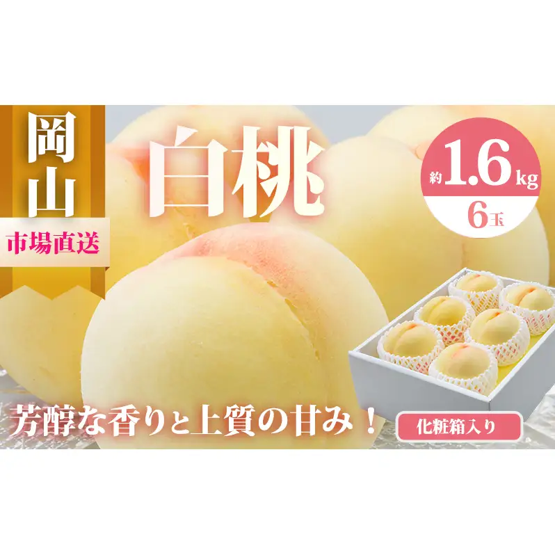 桃 2026年 先行予約 岡山 の 白桃 6玉（合計1.6kg以上）化粧箱入り もも モモ 岡山県産 国産 フルーツ 果物 ギフト 