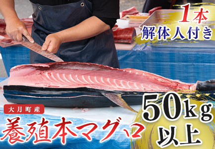 特大 国産 養殖 本マグロ 解体人付き 50kg以上 一本丸ごと 刺身 300人前 まぐろ 出張対応