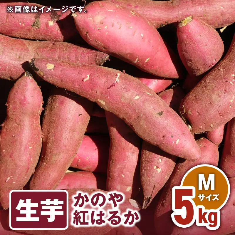 1673 かのや紅はるか 生芋 Mサイズ 5kg KN011-002-01 菓子