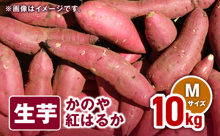 1674 かのや紅はるか 生芋 Mサイズ 10kg KN011-002-02 菓子 さつまいも 野菜