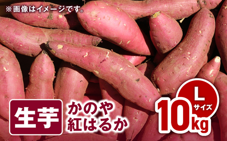 1676 かのや紅はるか 生芋 Lサイズ 10kg KN011-003-02 菓子 さつまいも 野菜