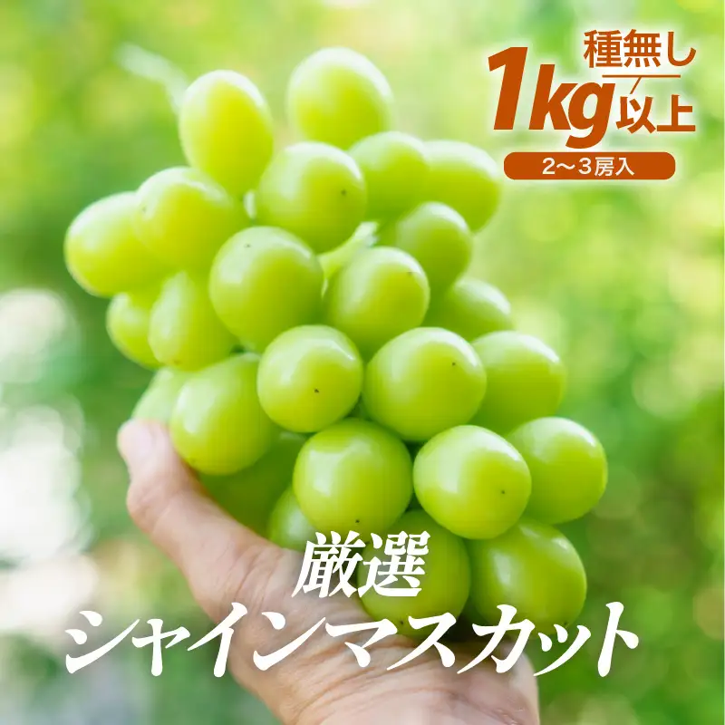 【先行予約】厳選シャインマスカット 1kg以上（2～3房）【種なし】フルーツパークOKAYU / 葡萄 シャインマスカット 完熟 旬 フルーツ 果物 福井県 あわら市 あわら産 農家おすすめ 皮ごと食べれる 甘い 高級 人気 ※2026年9月中旬より順次発送 [aw007-a005]