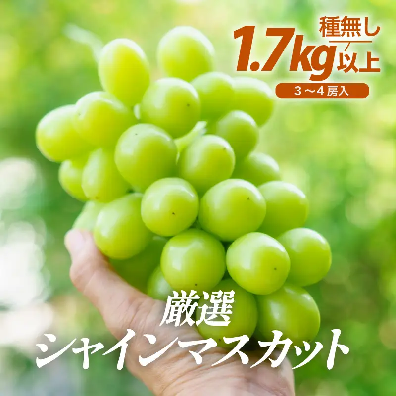 【先行予約】厳選シャインマスカット 1.7kg以上（3～4房）【種なし】フルーツパークOKAYU / 葡萄 シャインマスカット 完熟 旬 フルーツ 果物 福井県 あわら市 あわら産 農家おすすめ 皮ごと食べれる 甘い 高級 人気 ※2026年9月中旬より順次発送 [aw007-b004]