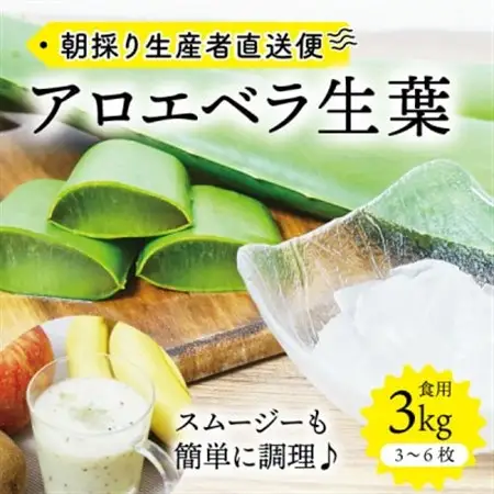 【食用】朝採り アロエベラ生葉 3kg(3枚～6枚)3年物 宮城県産_野菜   _【1461383】