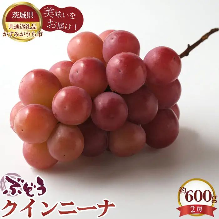 【先行予約】ぶどう　クインニーナ　約600g（2房）【茨城県共通返礼品 かすみがうら市】 No.588