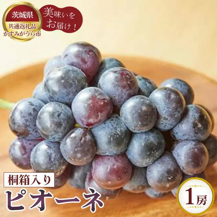 【先行予約】お中元　ピオーネ　桐箱入り1房【茨城県共通返礼品 かすみがうら市】 No.591
