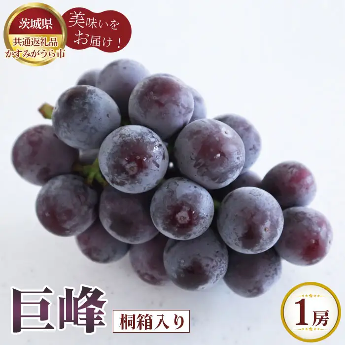 【先行予約】お中元　巨峰　桐箱入り1房【茨城県共通返礼品 かすみがうら市】 No.593