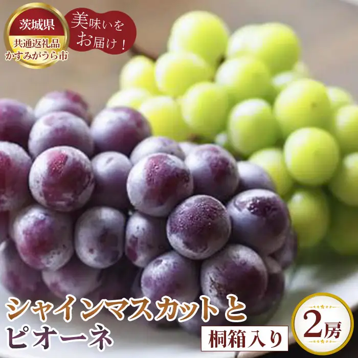 【先行予約】お中元　シャインマスカットとピオーネ　桐箱入り2房【茨城県共通返礼品 かすみがうら市】 No.608