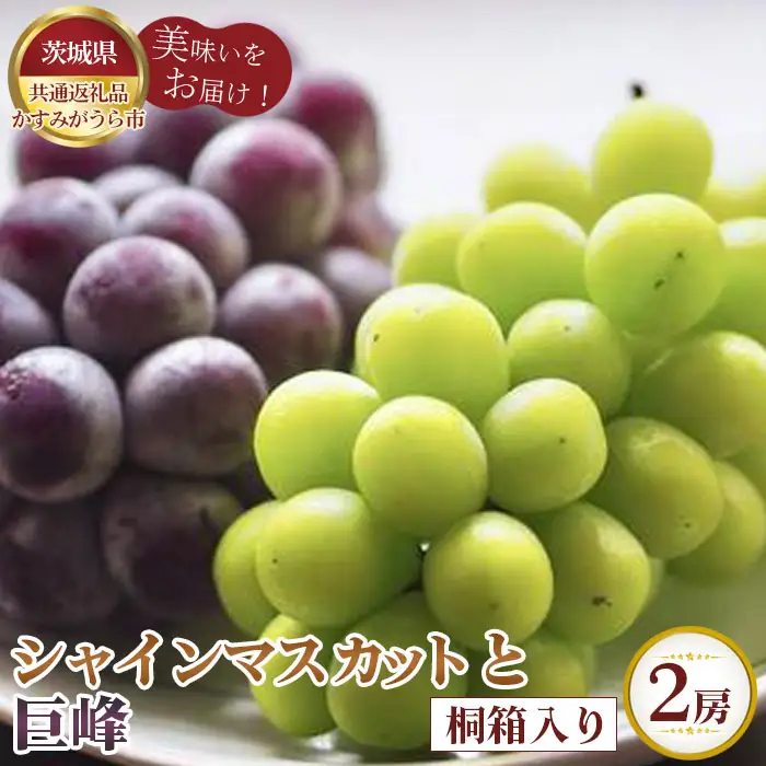 【先行予約】お中元　シャインマスカットと巨峰　桐箱入り2房【茨城県共通返礼品 かすみがうら市】 No.609