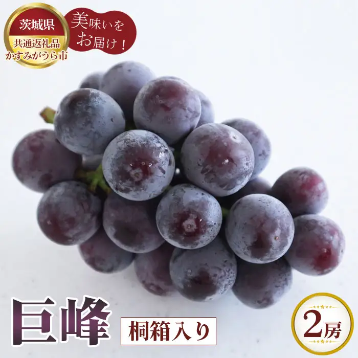 【先行予約】お中元　巨峰　桐箱入り2房【茨城県共通返礼品 かすみがうら市】 No.612