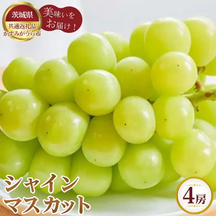 【先行予約】お中元　シャインマスカット　4房【茨城県共通返礼品 かすみがうら市】 No.614
