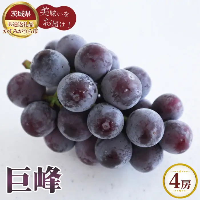 【先行予約】お中元　巨峰　4房【茨城県共通返礼品 かすみがうら市】 No.615