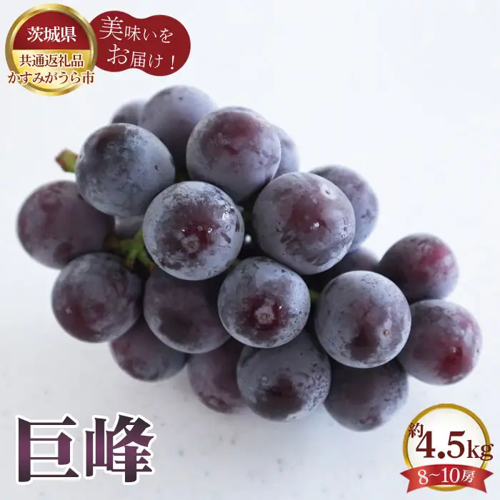 【先行予約】巨峰　約4.5kg（8～10房）【茨城県共通返礼品 かすみがうら市】 No.617