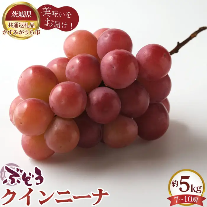 【先行予約】ぶどう　クインニーナ　約5kg（7～10房）【茨城県共通返礼品 かすみがうら市】 No.619