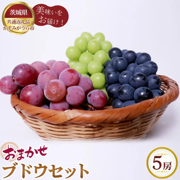 【先行予約】おまかせ！ブドウセット　5房【茨城県共通返礼品 かすみがうら市】 No.621