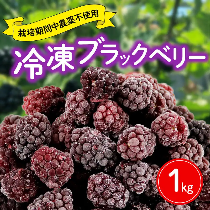 ブラックベリー 【先行予約：2026年6月末より発送予定】1kg ブラックベリーブラックベリーブラックベリー FN-SupportProject