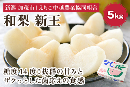 【2026年先行予約】「天果糖逸（てんかとういつ）」 新潟県産和梨 新王 約5kg（8～10玉）《9月下旬～配送予定》 しんおう 加茂市 えちご中越農業協同組合