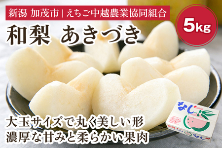 【2026年先行予約】「天果糖逸（てんかとういつ）」 新潟県産和梨 あきづき 約5kg（8～10玉）《9月下旬～配送予定》 加茂市 えちご中越農業協同組合
