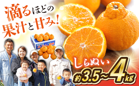 不知火 約3.5〜4kg CCT009 デコポンと同品種