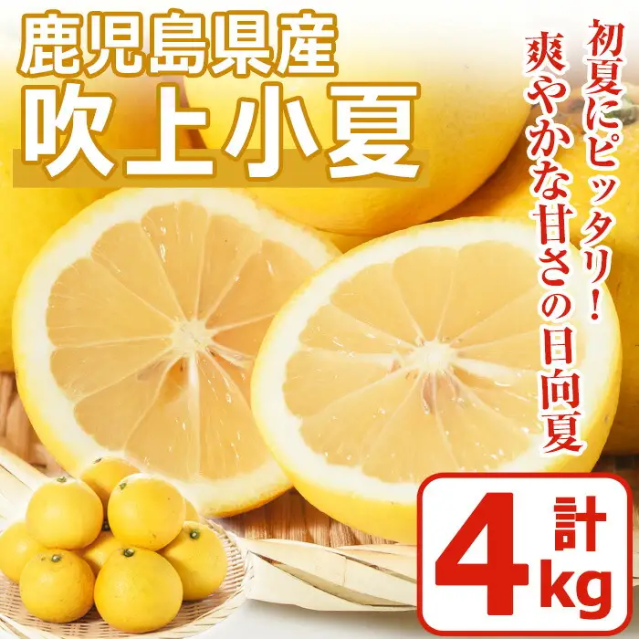 No.221 ＜先行予約受付中！3月下旬～5月上旬までの間に発送＞鹿児島県産！吹上小夏(4kg) 小夏 日向夏 みかん ミカン 蜜柑 柑橘 フルーツ 青果 果実 鹿児島 国産 九州産 ギフト 贈答【黒川農園】