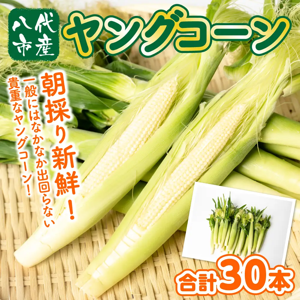 ヤングコーン 30本 とうもろこし 朝採れ 朝採り 新鮮 ハウス栽培 皮付き 八宝菜 シチュー 蒸し焼き 野菜 旬 国産 熊本県 八代市