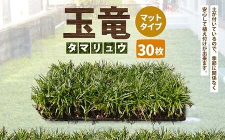 玉竜 タマリュウ たまりゅう 30枚 【7営業日以内に発送】 植物 プラント 芝生 ガーデニング ガーデニング用品