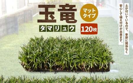 玉竜 タマリュウ たまりゅう 120枚 植物 プラント 芝生 ガーデニング ガーデニング用品