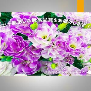 【冬春発送】与論島のトルコキキョウ【おまかせ】２０本以上｜【配送不能地域】北海道・青森県・岩手県・宮城県・秋田県・山形県・福島県