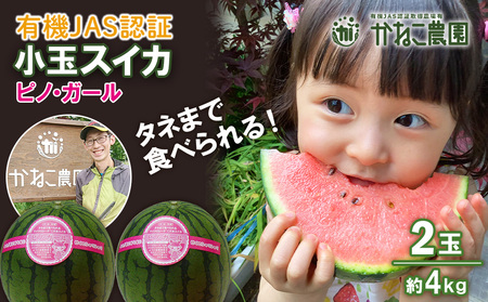 【2026年8月中旬より発送】 有機JAS認定！ スイカ ピノガール 数量限定 すいか 小玉 西瓜 フルーツ セット 果物  【かねこ農園】