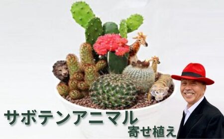 サボテンアニマル寄せ植え 花 苗木 