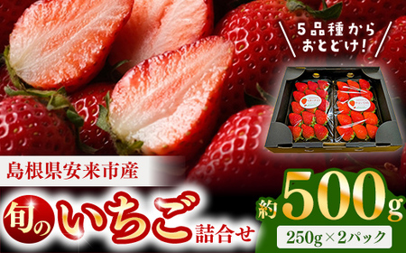 【先行予約】農場長厳選の美味しいいちご 500g【250g×2パック 苺 詰め合わせ いちご イチゴ 果物 フルーツ 甘味 甘酸っぱい かおり野 紅ほっぺ よつぼし スターナイト すず おやつ 島根県 安来市産 安来市】【11-MS-16】
