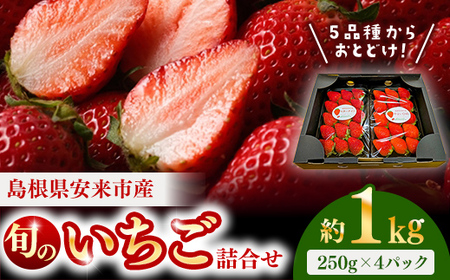 【先行予約】農場長厳選の美味しいいちご 1000g【250g×4パック 苺 詰め合わせ 厳選 フルーツ 果物 かおり野 紅ほっぺ よつぼし スターナイト すず 甘味 セット 化粧箱 島根県 安来市 安来市産】【18-MS-17】