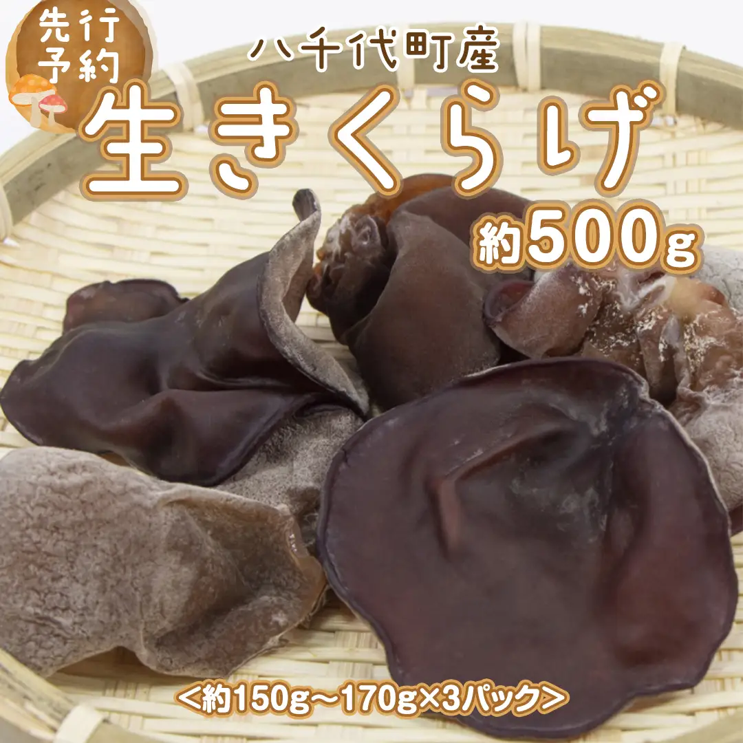 【先行予約 2026年6月以降発送】 生きくらげ 約500g 木耳