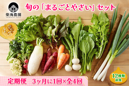 [定期便 3ヶ月ごと4回お届け] 柴海農園 旬の「まるごとやさい」セット (12種類前後) [0224]