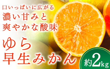 ＼光センサー選別／＼農家直送／甘くて濃厚！希少品種 ご家庭用 ゆら早生みかん　約2kg　サイズ混合【2026年10月上旬頃より順次発送】【nuk143E】